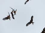 FZ015143 Red kites in fight (Milvus milvus).jpg